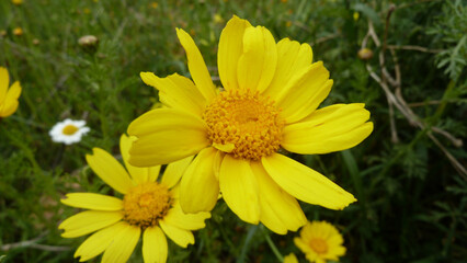 Piante e fiori selvatici