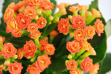 orange kalanchoe flowers on a white background