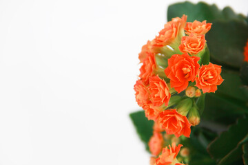 orange kalanchoe flowers on a white background