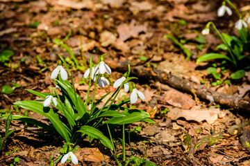 White blooming snowdrops (galanthus nivalis) at the forest on early spring