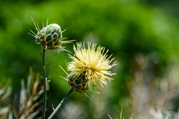 Thistle plant (Carduus) with yellow flowers