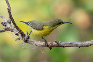 Olive-backed Sunbird