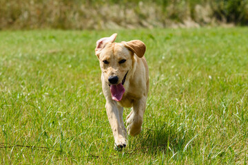 Cute young labrador retriever dog at the meadow