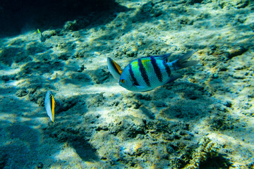 Fototapeta na wymiar Colonies of the corals, Chaetodon and Abudefduf fishes at coral reef in Red sea