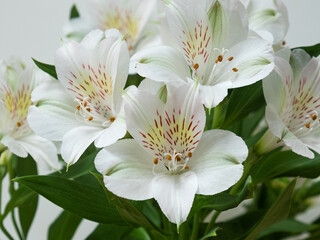 Vase containing a colourful display of Alstroemeria Aurea flowers ( also known as the Peruvian Lily ) native to the Americas