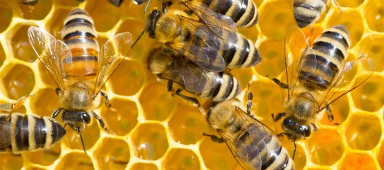 Fotobehang Close-up van bijen die in de zomer in de korf werken © Solid photos