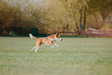 Dog catching flying disk in jump, pet playing outdoors in a park. sporting event, achievement in sport
