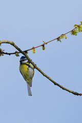 blue tit (Parus caeruleus ) on a tree branch against the blue sky in spring