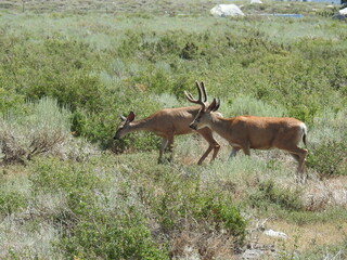 Naklejka na ściany i meble Mule deer, buck and doe, living in the Eastern Sierra Nevada Mountains, Mammoth, Mono County, California.