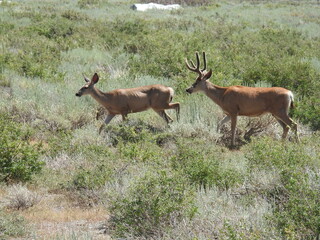 Mule deer, buck and doe, living in the Eastern Sierra Nevada Mountains, Mammoth, Mono County, California.