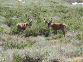 Naklejka na ściany i meble Mule deer bucks living in the Eastern Sierra Nevada Mountains, Mammoth, Mono County, California.