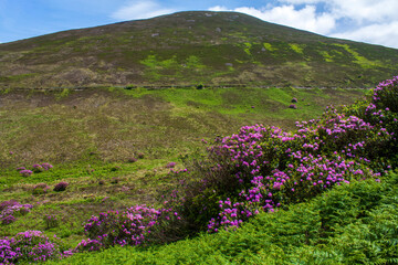 Vee Pass on the slope of Sugarloaf Mt.