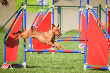 Dog is jumping over the hurdles.  Amazing day on czech agility privat training