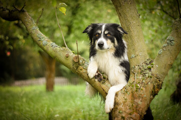 Border collie is sitting in the bush. Autumn photoshooting in park.