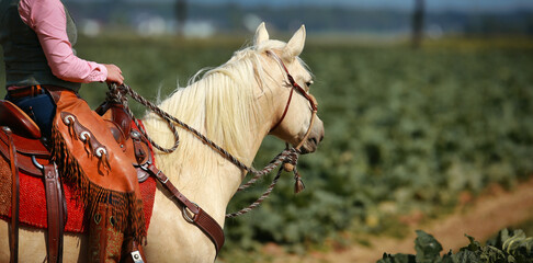 Quarter Horse, Palomino with rider in western look standing, horse looks tense into the distance..