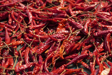 Fototapeta premium A lot of dried chili as a food background.