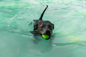 Pit bull dog swimming in the pool in the park. Sunny day