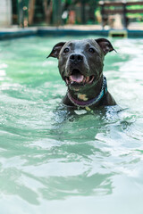 Pit bull dog swimming in the pool in the park. Sunny day