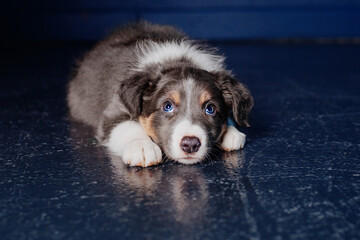 Cute order Collie Puppy at home