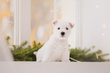 West Highland White Terrier puppy near Christmas tree. New Year and Christmas scenery and interior