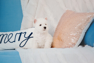 West Highland White Terrier puppy near Christmas tree. New Year and Christmas scenery and interior