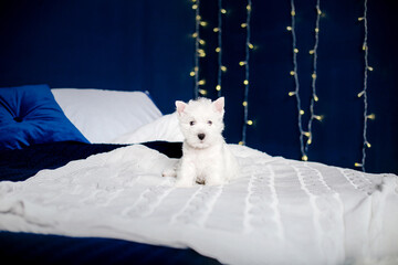 Obraz na płótnie Canvas West Highland White Terrier puppy on a bed. Christmas scenery and interior