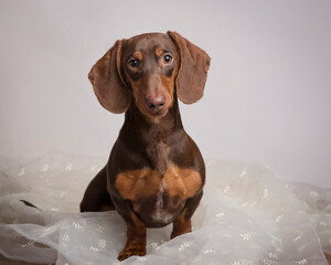 Regal chocolate brown dachshund with large ears sits and poses in the studio on a beige background with direct gaze