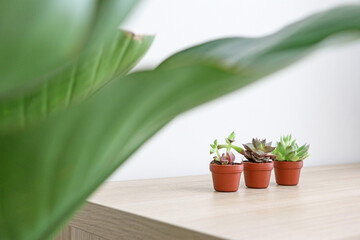 Three cute succulent plants (a Sedum adolphi, Echeveria purpusorum, and a Graptopetalum macdougallii respectively) beneath green leaves on wooden surface freshening up home