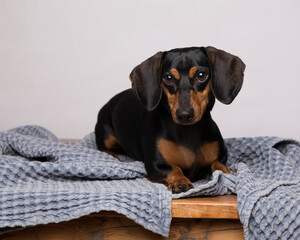 Black and tan dachshund  sits and poses in the studio on a denim blue textured blanket with room for text