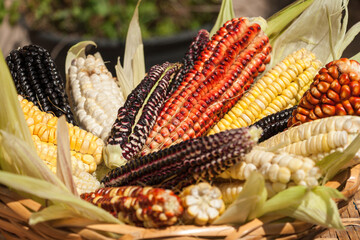 Distintas variedades de maíz, unos de los alimentos más típicos de la comida andina.