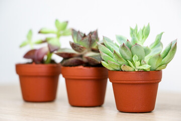 Close up of a Graptopetalum macdougallii succulent plant in focus in the foreground, a Echeveria purpusorum in the middle and a Sedum adolphi behind out of focus, on wooden surface