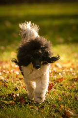 Fototapeta na wymiar Poodle is running in the leaves in forest. It is autumn portret.