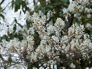 (Amelanchier lamarckii) Juneberry tree, decorative shrub with abundant spring flowering of white starry flowers in clusters 