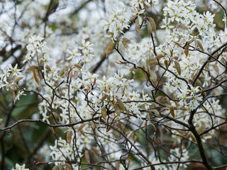 Juneberry tree or amelanchier lamarckii, magnificent ornamental tree for parks and gardens with its abundant starry white flowers