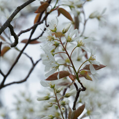 (Amelanchier lamarckii) Juneberry tree, decorative shrub with abundant spring flowering of white starry flowers in clusters 
