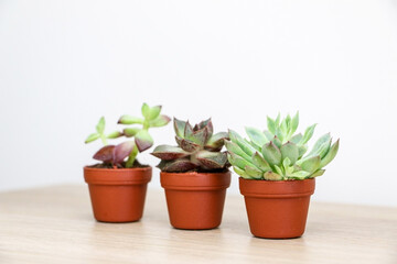 Three cute and tiny succulent plants, a Graptopetalum macdougallii plant in focus in foreground, Echeveria purpusorum in the middle and Sedum adolphi behind out of focus, selective focus used