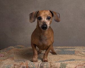 Cute rescue dachshund with ragged ear and white muzzle poses for the camera in the studio while standing on an antique vintage quilt in front of a tan wall