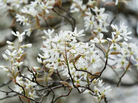 (Amelanchier lamarckii) Juneberry tree, decorative shrub with abundant spring flowering of white starry flowers in clusters 