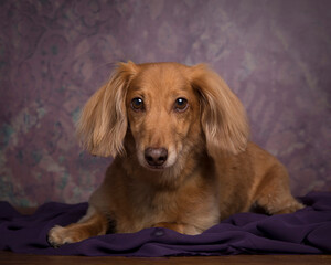 Golden fawn dachshund studio portrait with purplish background with brown nose and direct gaze