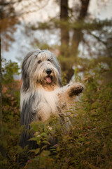 Naklejka na ściany i meble Bearded collie is begging in the forest. It is autumn portret.