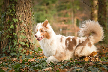 Australian shepherd is running in the leaves in the forest. Autumn photoshooting in park.