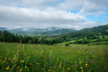 Schwarzwald im Sommer
