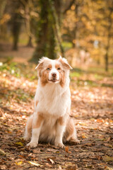 Australian shepherd is sitting in the forest. It is autumn portret.