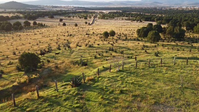 Bulls of Libia in Tlaxcala, Mexico. View of a green valley "Tlaxcala, M&eacute;xico" in the distance the mountain "La Malinche".