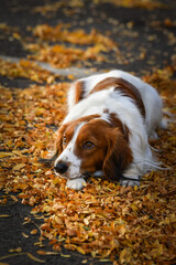kooikerhondje is lying in autumn leaves. He is so cute dog.