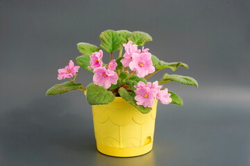 Saintpaulia ( African violets, Streptocarpus teitensis ) with pink flowers in a pot. Green home plants. Blooming violets, side view.