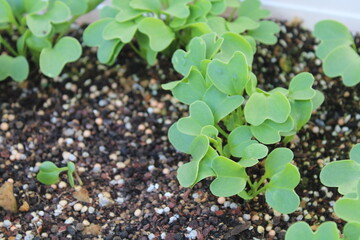 Spring is coming and the leaves are budding