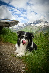 Portrait of border collie is lying in austria nature near to glossglockner.