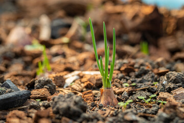 Plant onion,glowing spring onion in backyard garden,home-grown vegetable