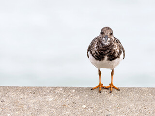 Turnstone juvenile bird
